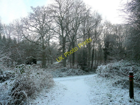 Photo 6"x4" Track junction in the Forest of Dean Cannop c2009