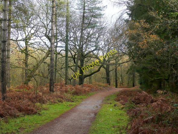 Photo 6"x4" Forest of Dean Cinderford c2009