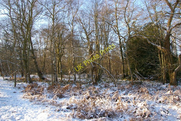 Photo 6"x4" Snow covered bracken, Trent Park, London N14 Cockfosters c2009