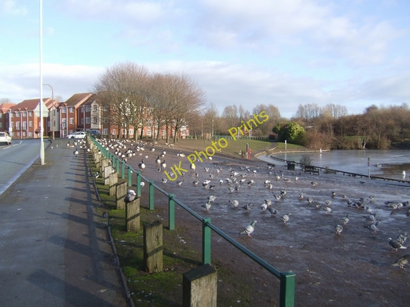 Photo 6"x4" Pigeons and geese feeding by Ladymoor Pool Coseley c2009