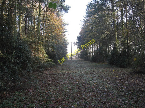 Photo 6"x4" Glade in The Grove West Wratting c2009