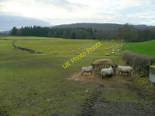 Photo 6"x4" Sheep pasture at Goytre Pencroesoped c2009