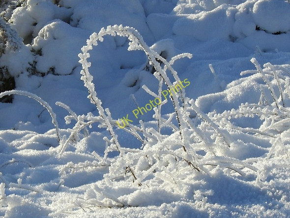 Photo 6"x4" Ice-encrusted grasses, near Grudie Burn bridge Gruids c2009