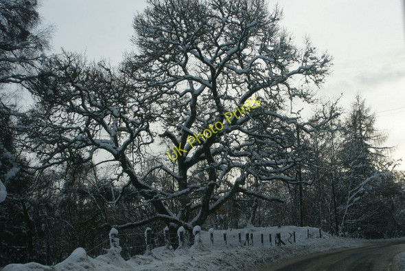 Photo 6"x4" Snowy woodland near Loch of Lowes Dunkeld c2009