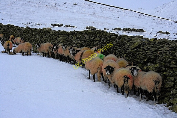 Photo 6"x4" Sheltering From the Wind Threlkeld c2009