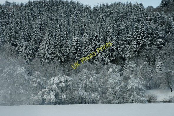 Photo 6"x4" Woodland beside the Tay near Aberfeldy Aberfeldy c2009