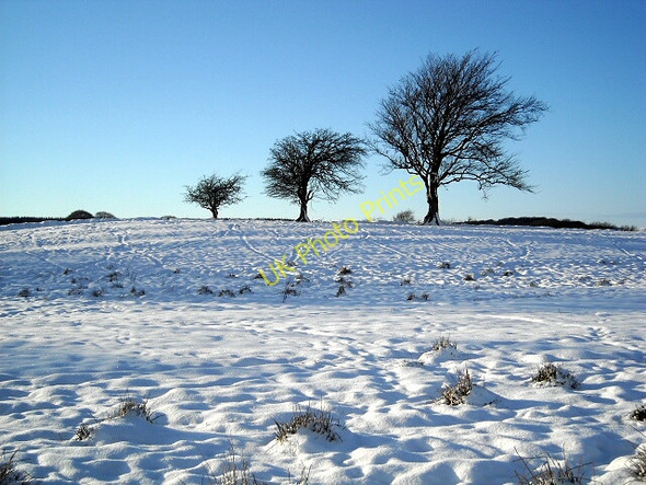 Photo 6"x4" Three Trees in the Snow Auldhouse c2010