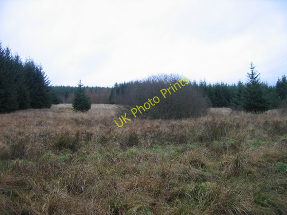 Photo 6"x4" Clearing in Pundershaw Forest Lanehead\/NY7985 c2009