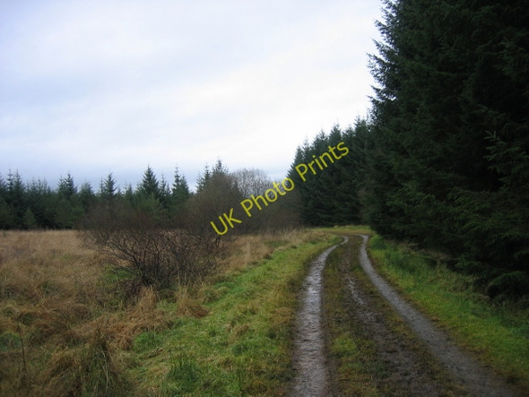 Photo 6"x4" Forest Track, Pundershaw Stonehaugh c2009