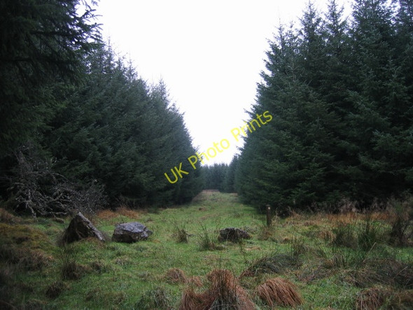 Photo 6"x4" Footpath through Pundershaw Forest Lanehead\/NY7985 c2009