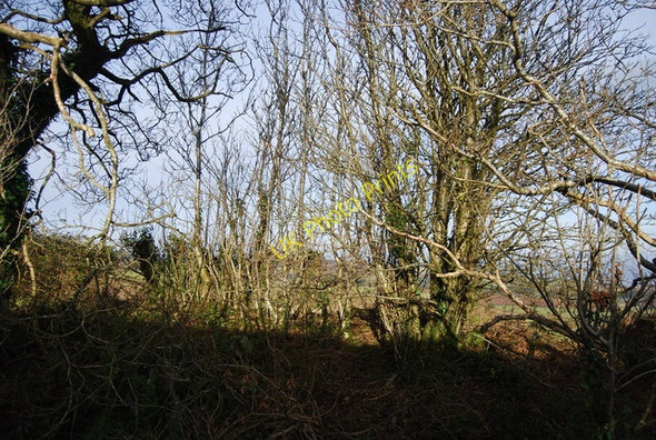 Photo 6"x4" Coppiced trees by the track near Stouts Way Lane Rodhuish c2009