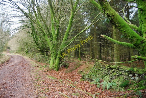 Photo 6"x4" Earth embankment along the track in Monkham Wood Churchtown\/SS9738 c2009