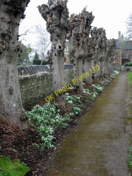 Photo 6"x4" Row of heavily pollarded trees at St Mary's church Compton Dando c2008