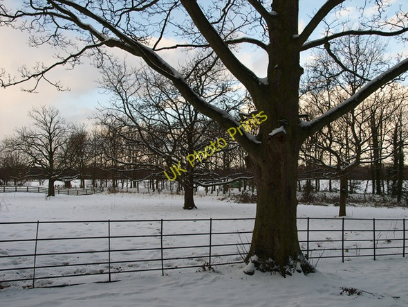 Photo 6"x4" Trees and field Middlesbrough c2010