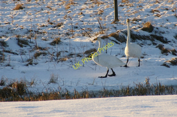 Photo 6"x4" Whooper Swans (Cygnus cygnus), Burrafirth Burrafirth c2010