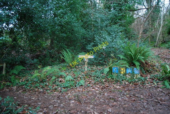 Photo 6"x4" Footpath junction in the woods Porlock Weir c2009