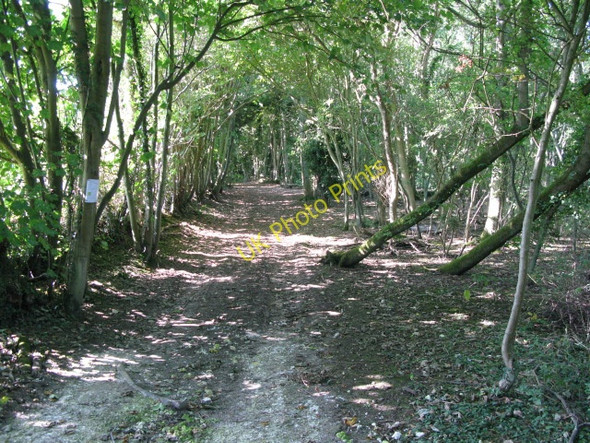Photo 6"x4" Track through the woods Wolverton\/TR2642 c2009