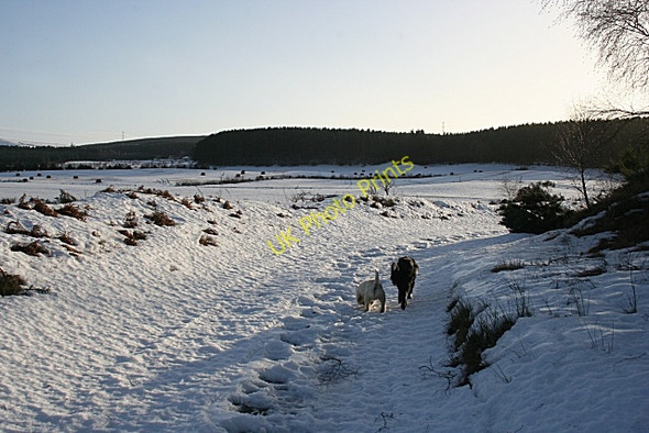 Photo 6"x4" Snow Cover Thomshill c2010