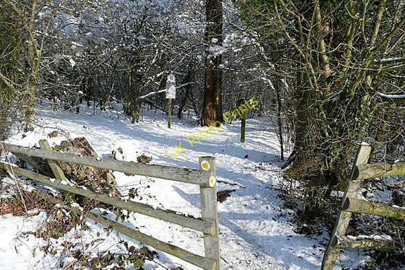 Photo 6"x4" Path into Morgaston Wood Sherborne St John c2010