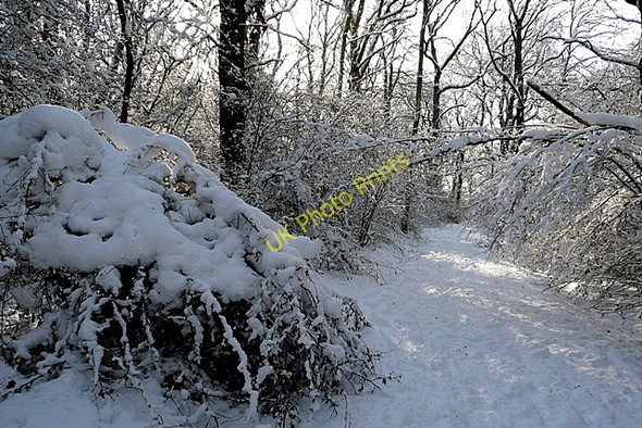 Photo 6"x4" In Morgaston Wood Sherborne St John c2010