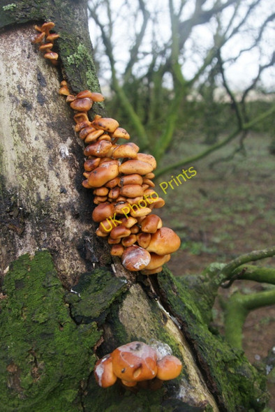 Photo 6"x4" Fungus, Halligarth Baltasound c2010