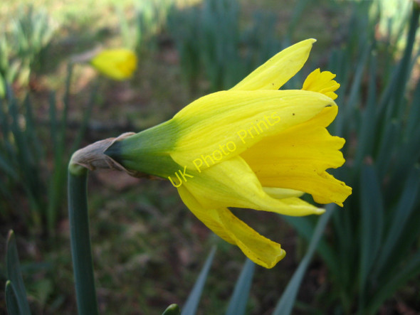 Photo 6"x4" Allt-yr-yn Daffodil Newport\/Casnewydd c2009