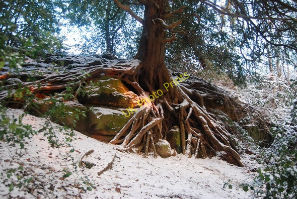 Photo 6"x4" The setting sun catches the roots of this tree by the Wealdway Stockland Green\/TQ5642 c2010