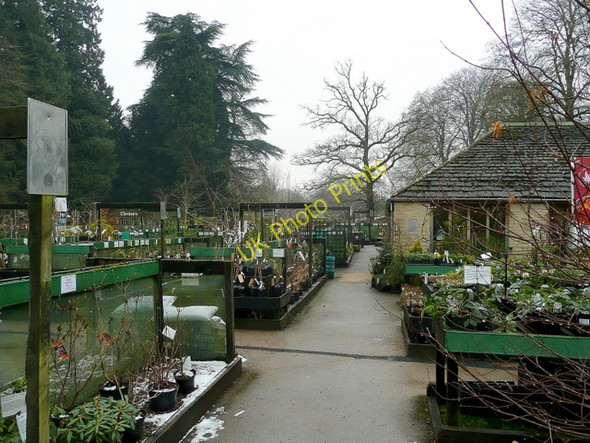 Photo 6"x4" Plant Centre at Westonbirt Arboretum 2 Westonbirt c2010