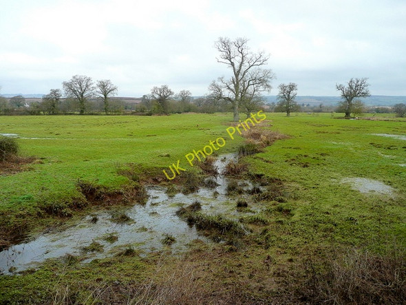 Photo 6"x4" The Culm floodplain Columbjohn c2010