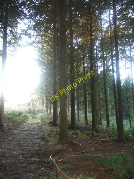 Photo 6"x4" Woods above Mamhead Ashcombe\/SX9179 c2010