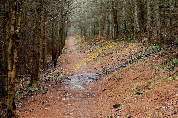 Photo 6"x4" Forest path from Innerleithen Innerleithen c2010