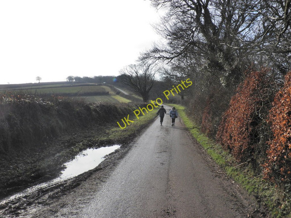 Photo 6"x4" Country Lane, passing Queensborough Livingshayes c2010