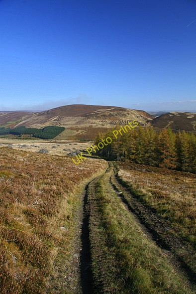 Photo 6"x4" Track, St. Arnold's Seat Glenogil c2009