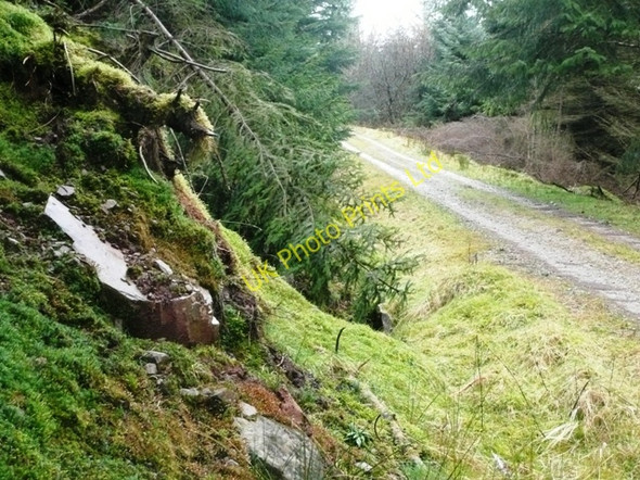 Photo 6"x4" In Mynydd Du Forest Capel-y-ffin c2008