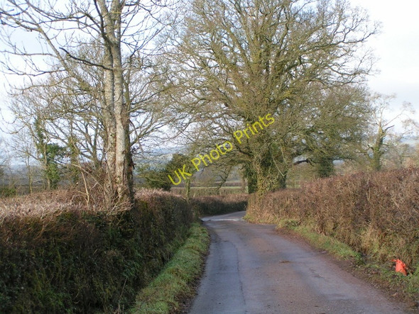 Photo 6"x4" Lane and winter trees Whimple c2010