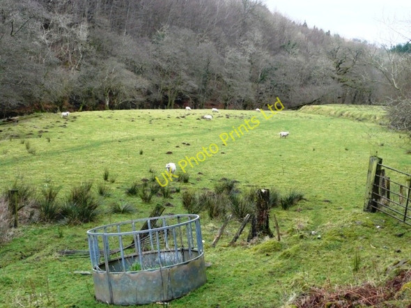 Photo 6"x4" Pasture in the valley Llanthony c2008