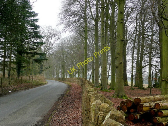 Photo 6"x4" Beech on Bowden Hill Bewley Common c2010
