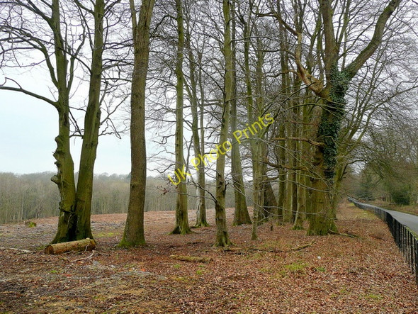 Photo 6"x4" Beech on Bowden Hill 2 Bewley Common c2010