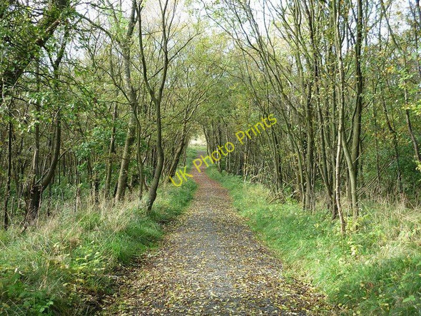 Photo 6"x4" Track Through Glencryan Plantation Cumbernauld c2009