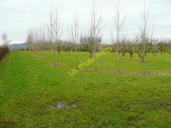 Photo 6"x4" Old orchard land near Huntley Huntley\/SO7219 c2010