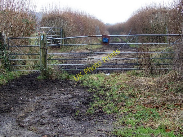 Photo 6"x4" Bridleway near Damerham Damerham c2010
