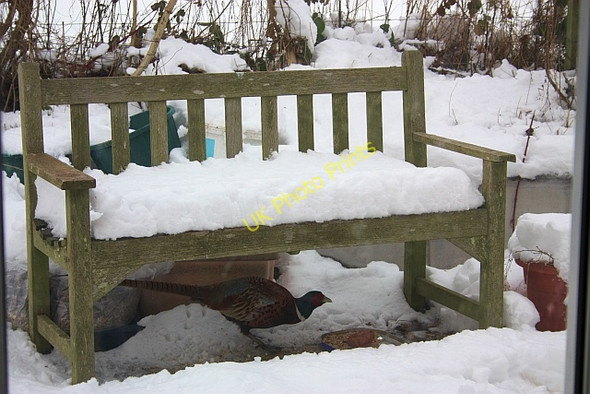 Photo 6"x4" Pheasant feeding in a garden Upper Welland c2010