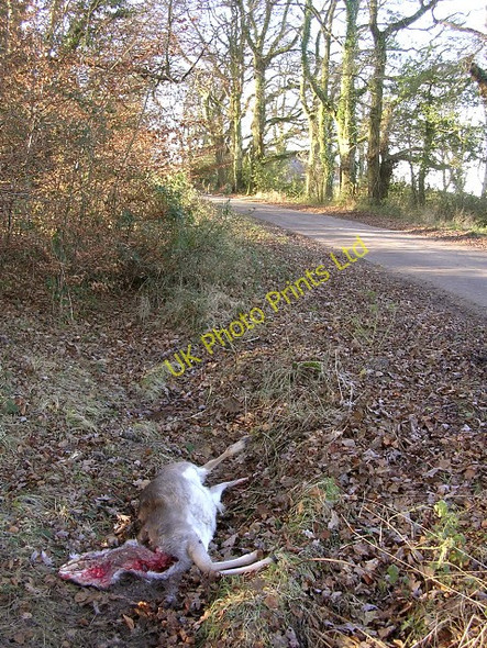 Photo 6"x4" Dead deer alongside Pinkney Lane, New Forest Bank\/SU2807 c2005