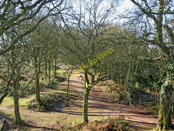 Photo 6"x4" Wooded area on Kinver Edge Kinver c2010