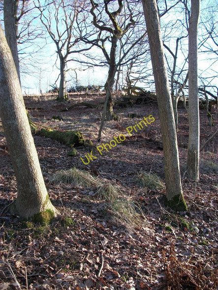 Photo 6"x4" Woods above Glen  Farg Aberargie c2010