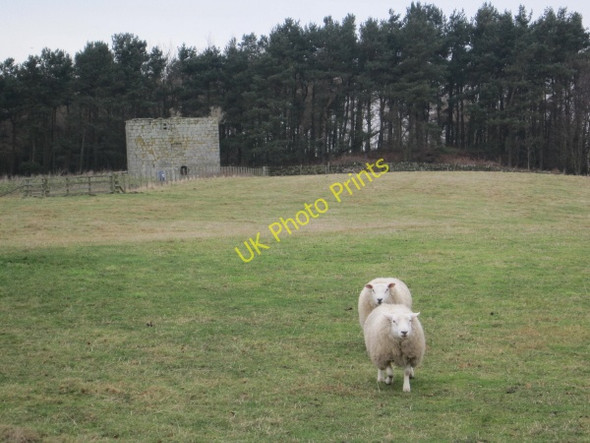 Photo 6"x4" Heiferlaw Tower Broxfield c2010