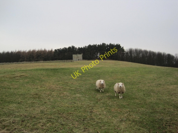 Photo 6"x4" Heiferlaw Tower Broxfield c2010 P1