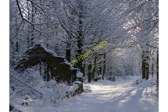 Photo 6"x4" Snow in woods, Brinscall Brinscall c2010