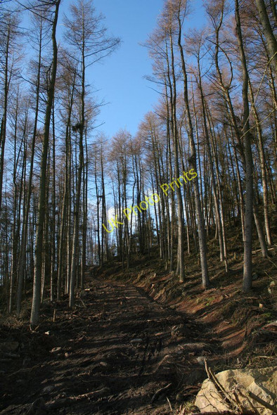 Photo 6"x4" Steep Track, Norwood Edge Plantation Brown Bank\/SE2153 c2010