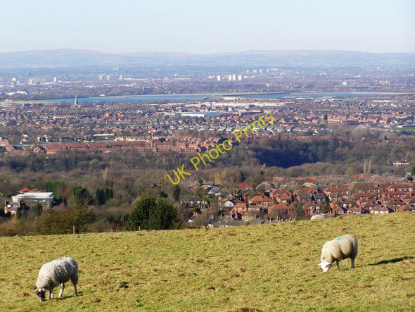 Photo 6"x4" Sheep grazing on the side of Werneth Low Hyde\/SJ9494 c2010